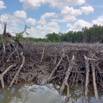 penebangan mangrove 3 hektar di wilayah pesisir