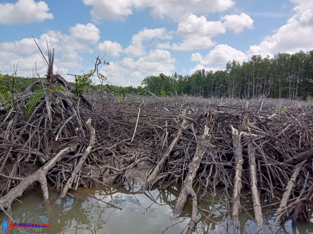 penebangan mangrove 3 hektar di wilayah pesisir