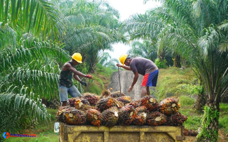 PDRB Kalimantan Tengah 2024 ditopang sektor perkebunan kelapa sawit