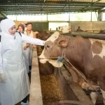 Hewan kurban Jatim sehat saat ditinjau Khofifah di Bojonegoro