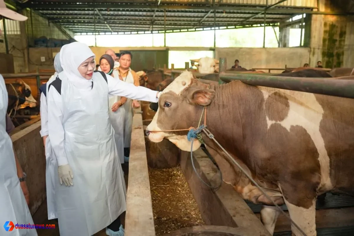 Hewan kurban Jatim sehat saat ditinjau Khofifah di Bojonegoro
