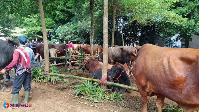 Prabowo hewan kurban Hambalang, distribusi sapi kurban Bogor, Idul Adha 2026